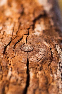 holz